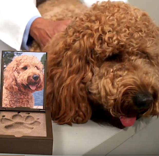 Pawprint Kit - Two Sizes