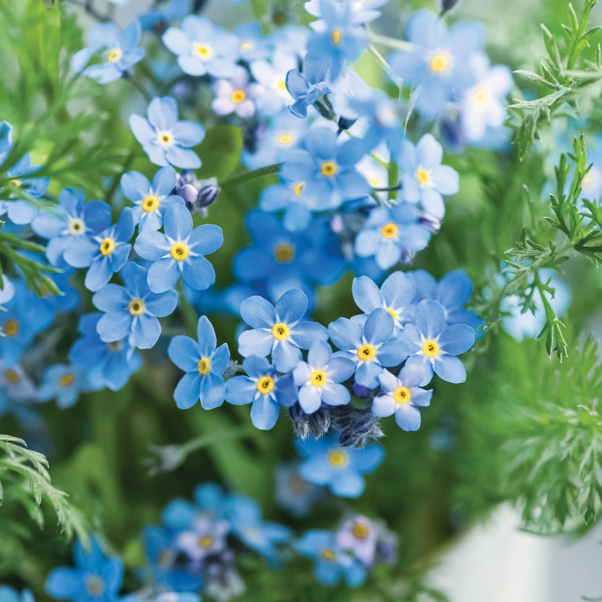 Angels, Wings & Feathers Forget-Me-Not Seeds